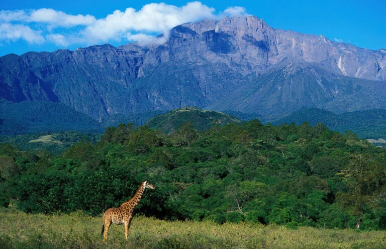 Arusha_National_Park_Mount_Meru_Girrafe_11 (1)