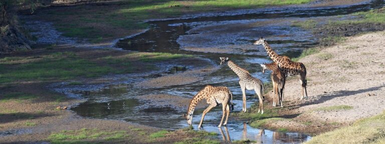 tarangire-and-ngorongoro-safari-tanzania-